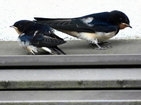 屋根の上にとまる2羽のツバメの幼鳥 屋根の上にとまる2羽のツバメの幼鳥の写真