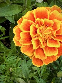 鮮やかなマリーゴールド 01 鮮やかなマリーゴールド 01 マリーゴールド,孔雀草,花の写真素材