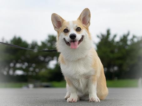 ウェルシュコーギーペンブローグ ウェルシュコーギーペンブローグ 犬,コーギー,ウェルシュコーギーの写真素材
