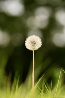 タンポポ タンポポ 癒し,自然,タンポポの写真素材