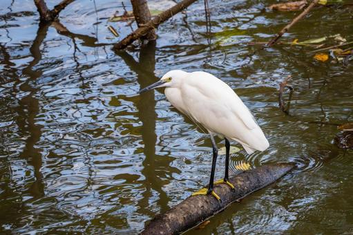 コサギ(38)の写真