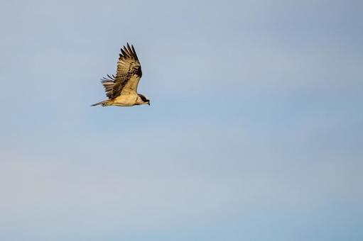 ミサゴ(136)の写真