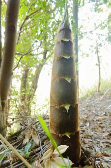 たけのこ たけのこ,春,タケノコの写真素材