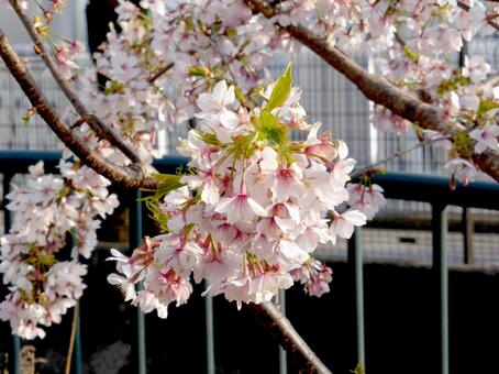 葉桜が始まった早咲きの玉縄桜 玉縄桜,サクラ,花の写真素材