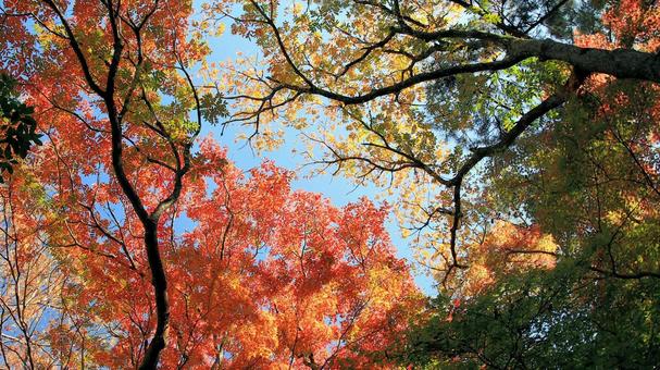 楽寿園の紅葉 紅葉,秋,もみじの写真素材