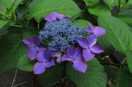 [Flower photo] Hydrangea_0609-20, JPG