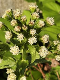 野草 野草 野草,草,屋外の写真素材