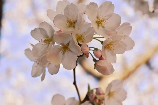Pale Somei-Yoshino cherry blossoms, JPG