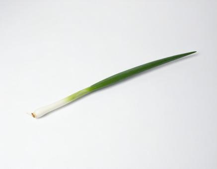 物撮り ねぎ 5 物撮り ねぎ 5の写真