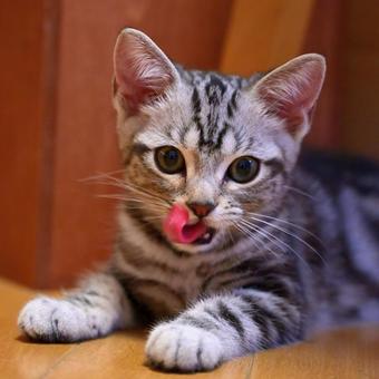 ペロりん子猫 ペロりん子猫 子猫,kitten,ネコの写真素材