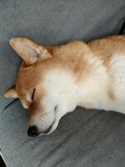 Photo, dog, shiba inu, shiva, 