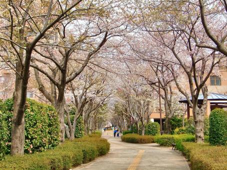 桜の季節-29 桜の季節-29 桜,木,幹の写真素材
