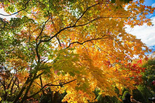 紅葉 紅葉の写真