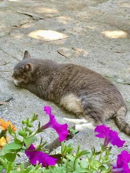 野良猫と朝顔 野良猫と朝顔の写真