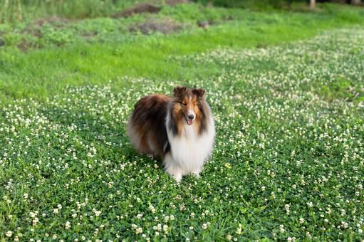 麗　レイ 家庭犬,散歩,遊ぶの写真素材