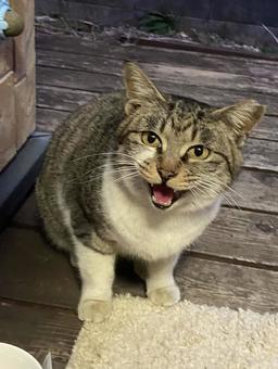 ご飯ちょうだい! ご飯ちょうだい!の写真