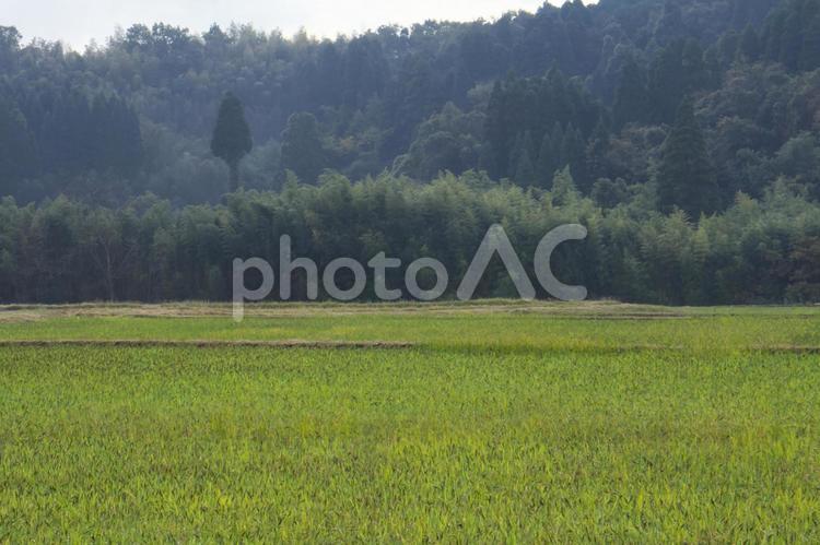 里山の風景 里山,田舎,田畑の写真素材