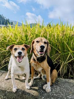 あ〜稲穂のいー匂い♬ 犬,ビーグル,ジャックラッセルテリアの写真素材