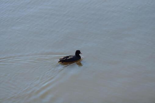 池をのんびり泳ぐオオバン オオバン,冬鳥,渡り鳥の写真素材