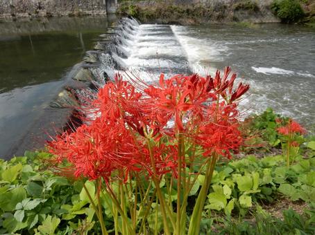 【彼岸花の写真】彼岸花が咲く風景 【彼岸花の写真】彼岸花が咲く風景の写真