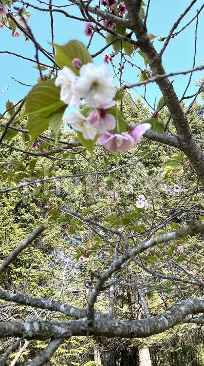 北海道の風景　14708 桜,北海道の風景,北海道の写真素材
