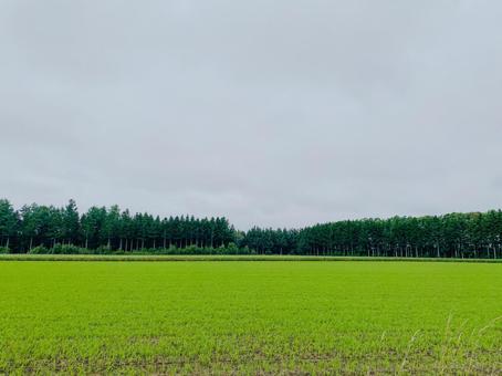 農地と防風林 農地と防風林 農地,防風林,北海道の写真素材