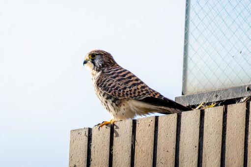 Kestrel, JPG Kestrel, JPG