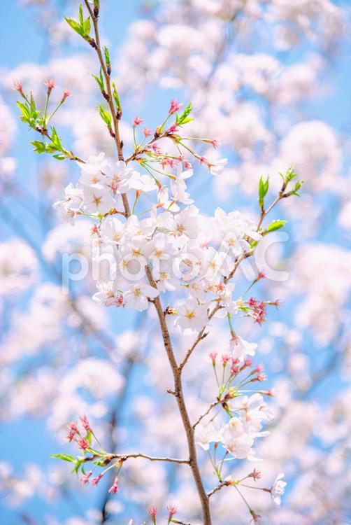 桜　寄り　青空　背景ボケ　2 桜,花,春の写真素材