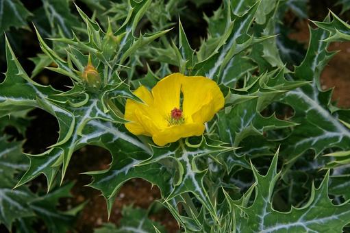 アザミゲシの写真