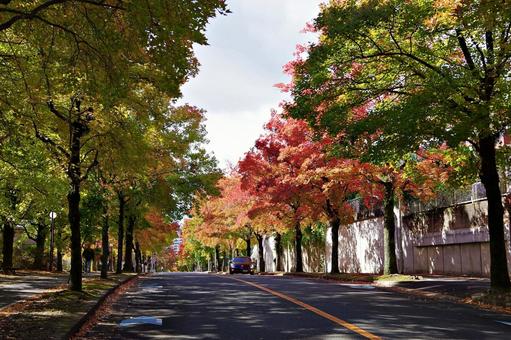 11月の三色彩道にて タイワンフウ,アメリカフウ,モミジバフウの写真素材