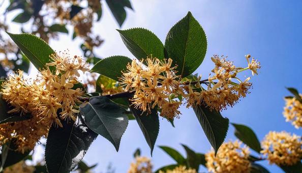 秋の花 キンモクセイ 秋の花 キンモクセイの写真