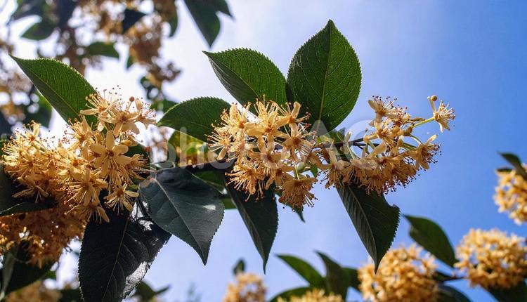 秋の花　キンモクセイ キンモクセイ,秋,花の写真素材