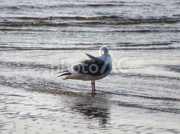 風に吹かれてカモメ カモメ,鳥,海の写真素材