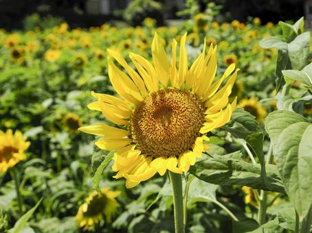 ヒマワリ畑の風景 ヒマワリ畑,向日葵,ひまわりの写真素材