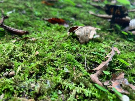 森の苔 森の苔の写真