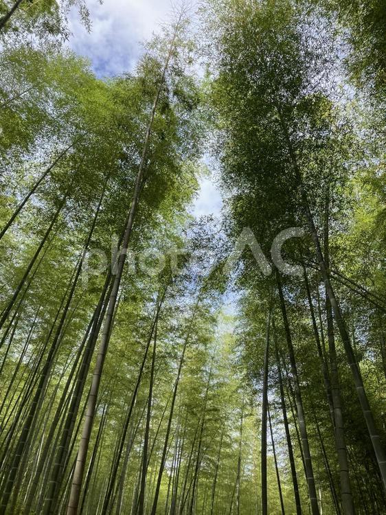 幻想的な風に揺れる竹林 竹,木漏れ日,背景素材の写真素材