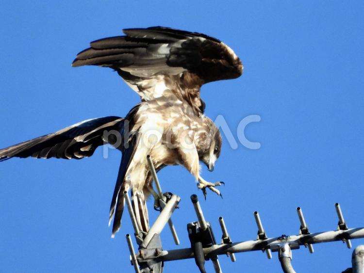 アンテナの上で羽を広げるトビ 鳥,野鳥,トビの写真素材