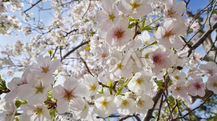 人丸神社の桜 人丸神社,桜,桜並木の写真素材