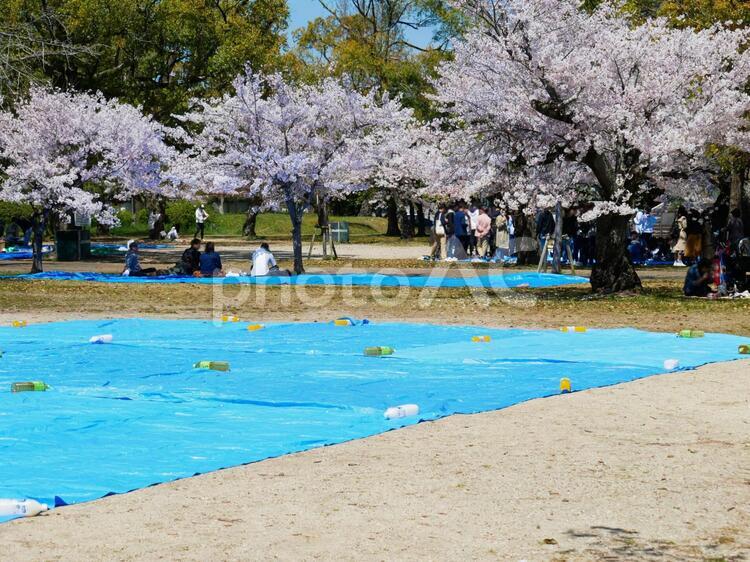 桜-花見の場所取り 桜,開花,お花見の写真素材