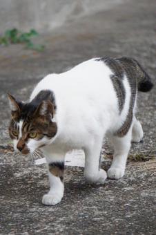 街中で見かけた野良猫4 ネコ,可愛い,かわいいの写真素材