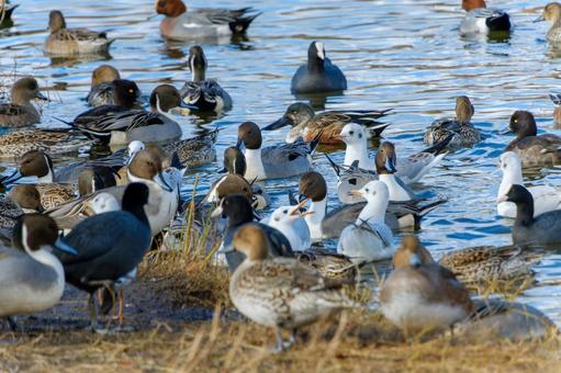 A variety of waterfowl flocking to the water in winter, JPG A variety of waterfowl flocking to the water in winter, JPG