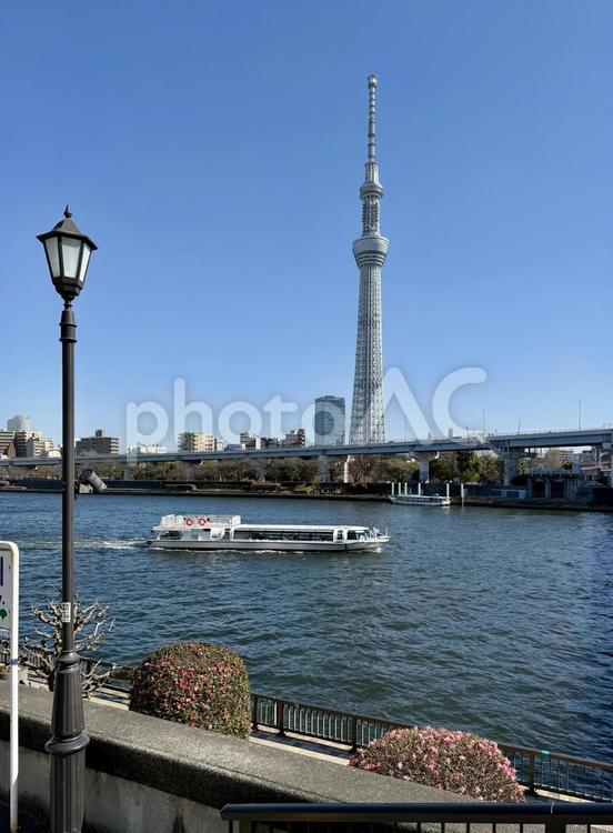 昼　隅田川越し　スカイツリーと街灯 街灯,隅田公園,墨田区の写真素材