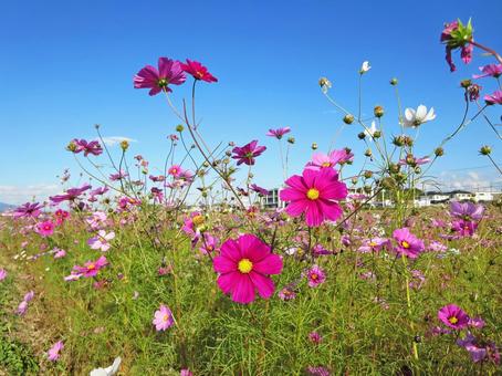 コスモス コスモス コスモス,花,花畑の写真素材
