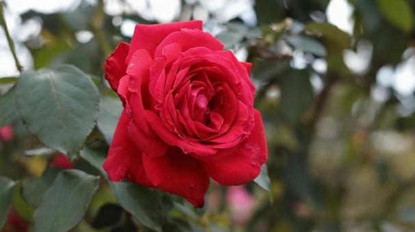 【花の写真】ばらの花の写真