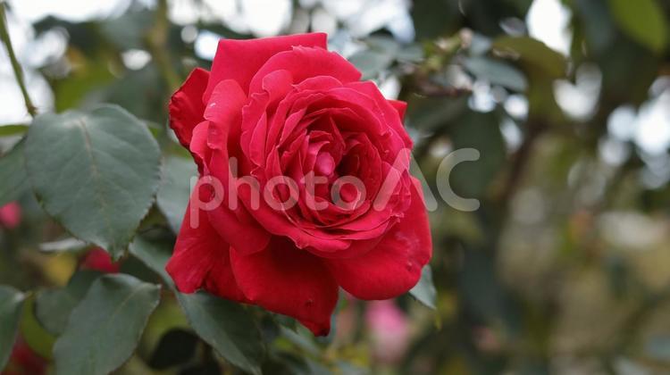 【花の写真】ばらの花 rose,植物,園芸の写真素材