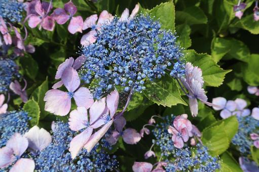 青い紫陽花 青い紫陽花の写真
