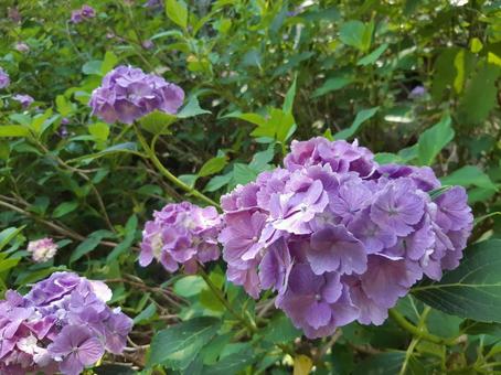 紫のアジサイ02 紫陽花,アジサイ,花の写真素材