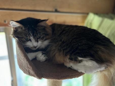 じゃまされたくない猫 じゃまされたくない猫の写真