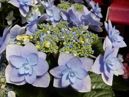 【花の写真】紫陽花の花 【花の写真】紫陽花の花の写真