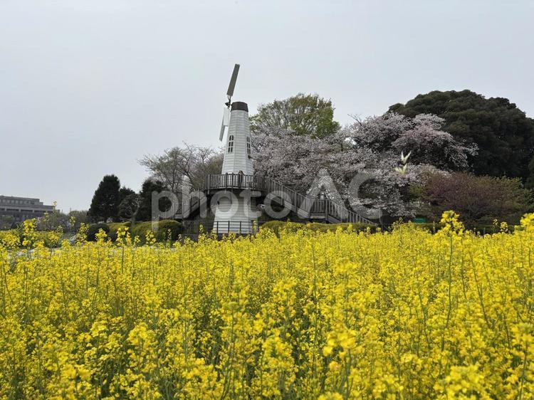 花曇りの風車公園。 春,風景,自然の写真素材